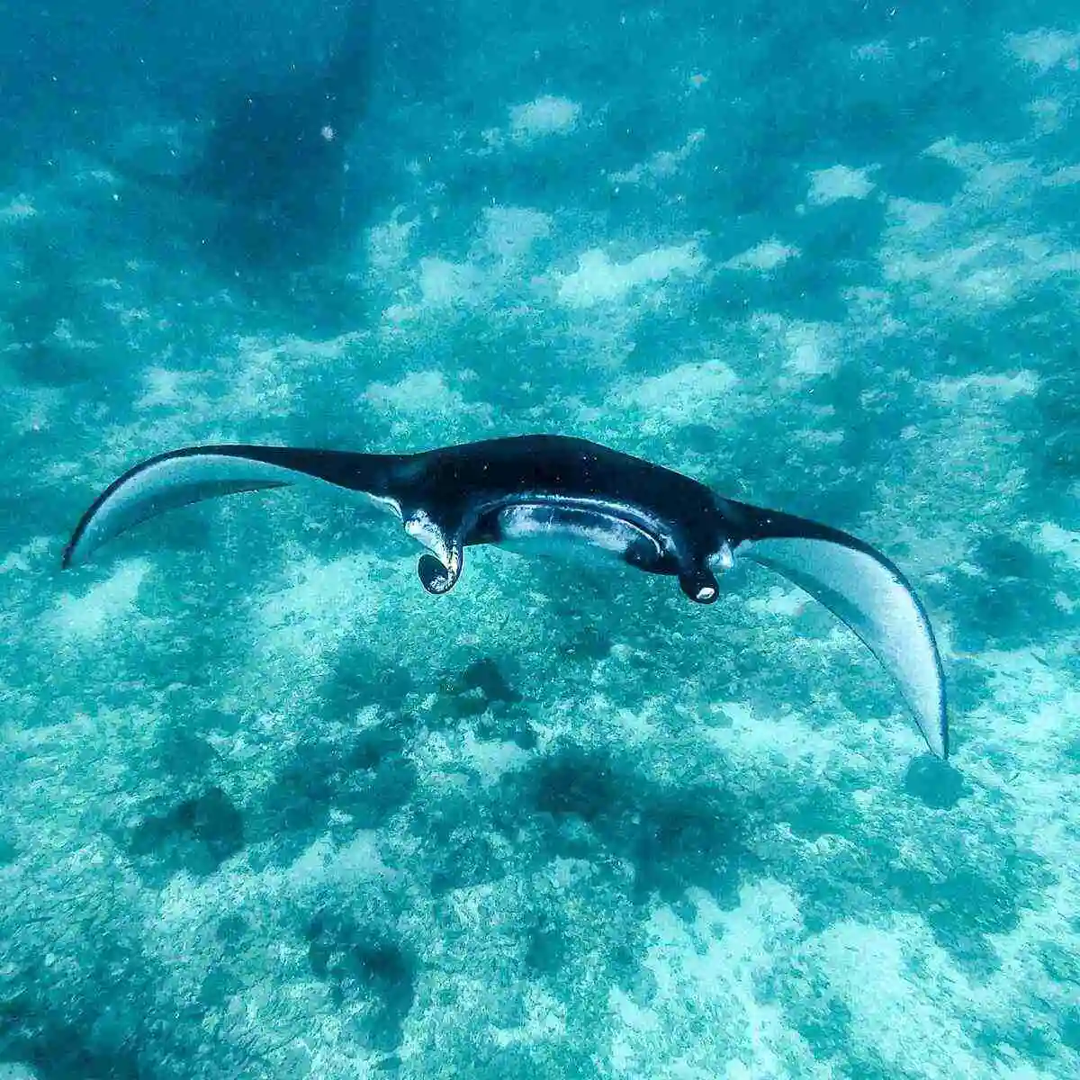 Manta Point Labuan Bajo