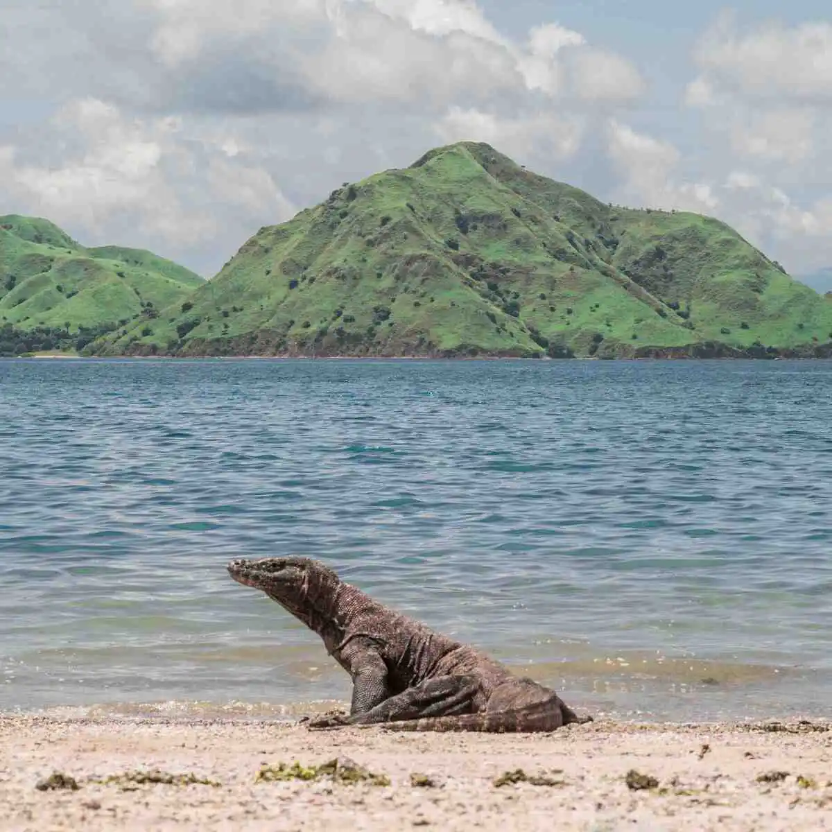 Pulau Komodo